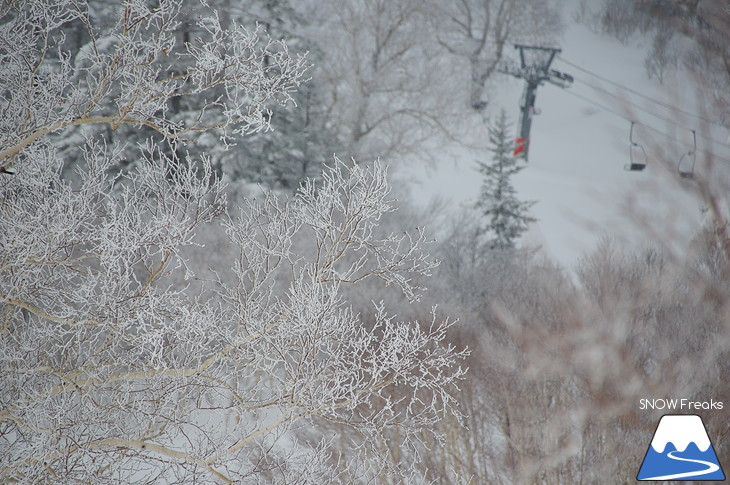 札幌国際スキー場 Welcome back POWDER SNOW !! ～パウダースノー復活～